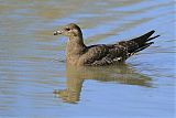 Long-tailed Jaegerborder=